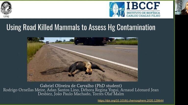 Using Road Killed Mammals to Assess Hg Contamination